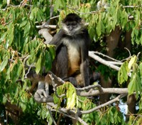 Spider Monkey